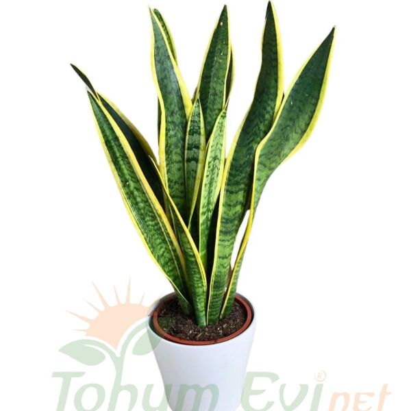 Kılıç Çiçeği Paşa Kılıcı Sansevieria Trifasciata | Dayanıklı Salon Bitkisi