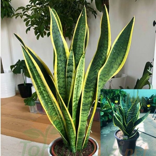 Kılıç Çiçeği Paşa Kılıcı Sansevieria Trifasciata | Dayanıklı Salon Bitkisi