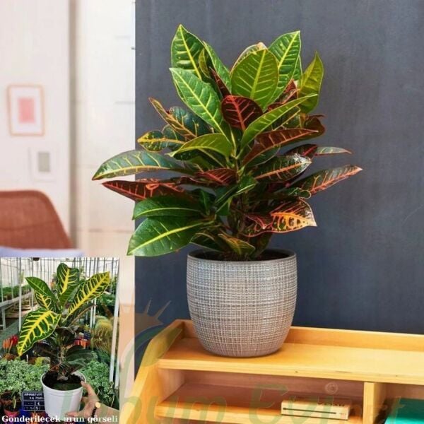 Croton Petra (Codiaeum variegatum) – Kraton Bitkisi 40 cm