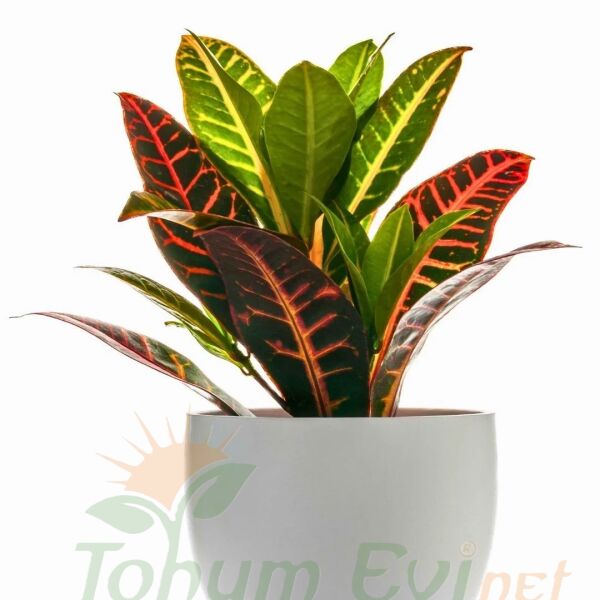 Croton Petra (Codiaeum variegatum) – Kraton Bitkisi 40 cm