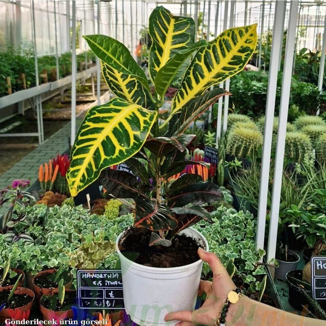 Croton Petra (Codiaeum variegatum) – Kraton Bitkisi 40 cm