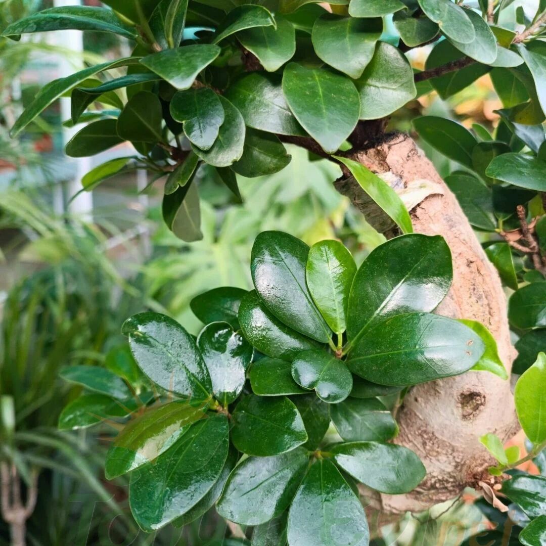 Ficus Ginseng Bonsai Ağacı İthal – 100 gr