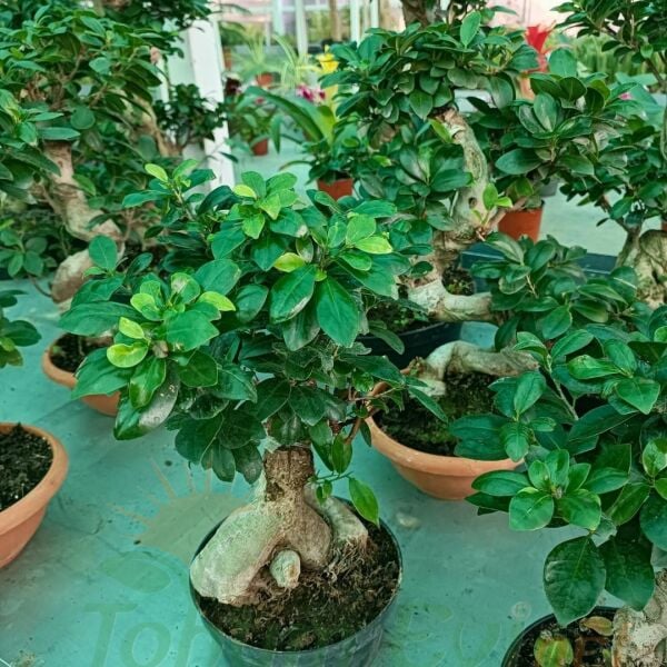 Ficus Ginseng Bonsai Ağacı İthal – 100 gr