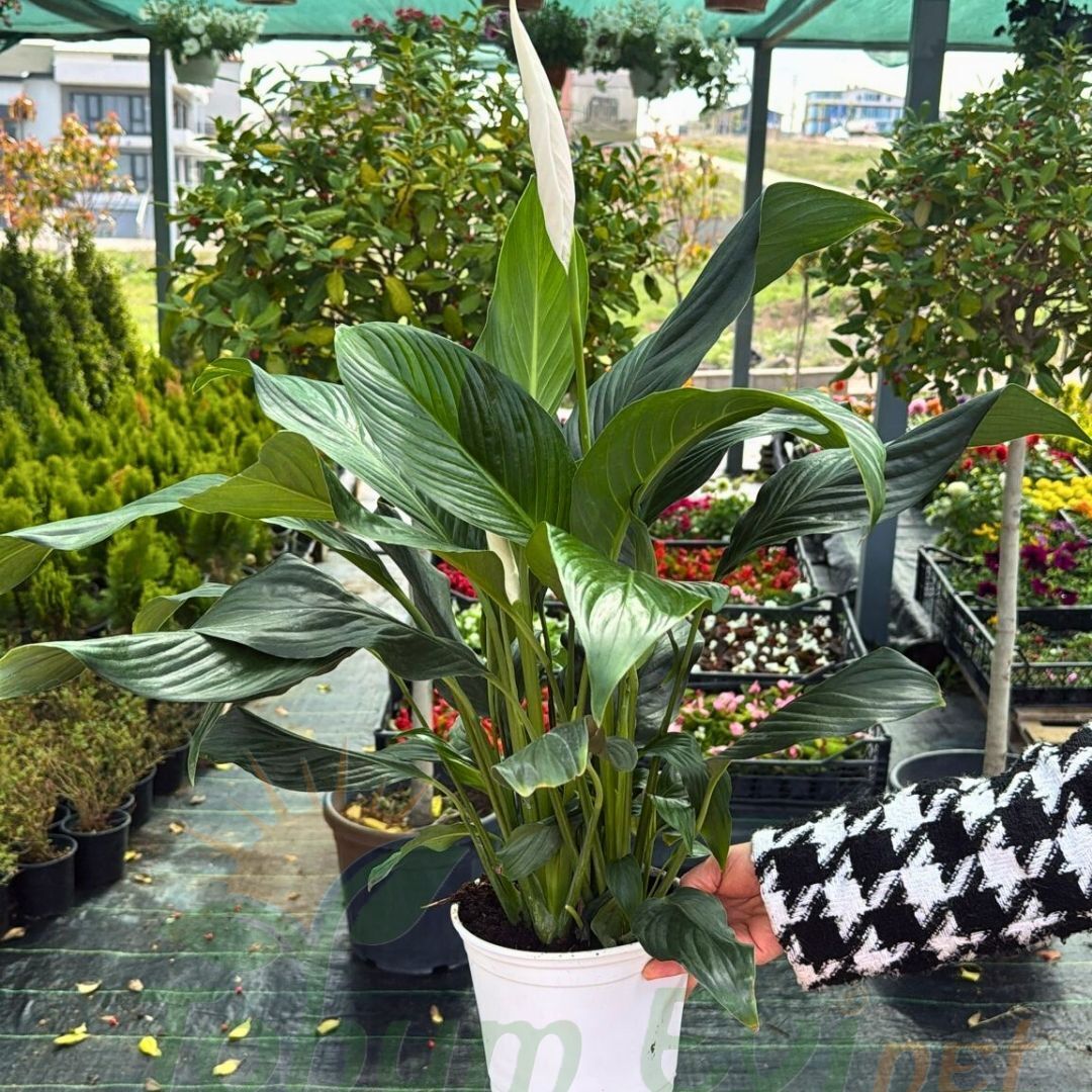 Spathiphyllum – Barış Çiçeği