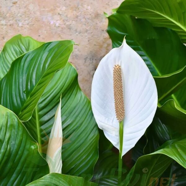 Spathiphyllum – Barış Çiçeği