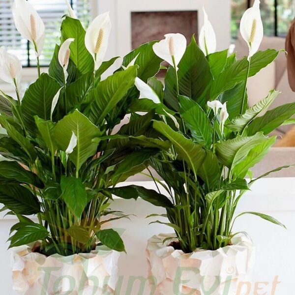 Spathiphyllum – Barış Çiçeği