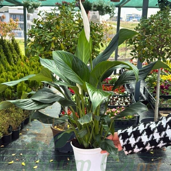 Spathiphyllum – Barış Çiçeği