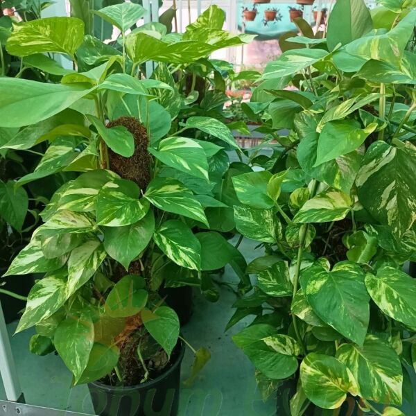 Patos Salon Sarmaşığı Sopalı 60 cm - Golden Pothos - Epipremnum Aureum