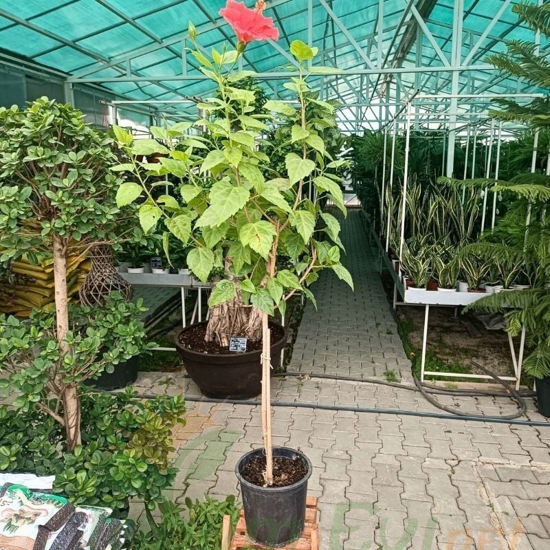 Japon Gülü Çiçeği - Hibiscus