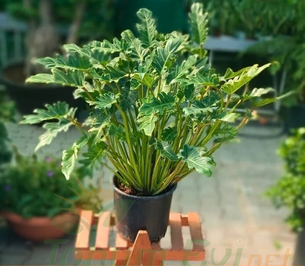 Philodendron Xanadu - Kesik Yapraklı Filodendron Q21