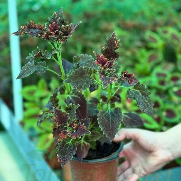 Yaprak Güzeli Çiçeği Saksıda Kolyos - Coleus