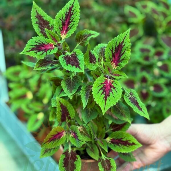 Yaprak Güzeli Çiçeği Saksıda Kolyos - Coleus