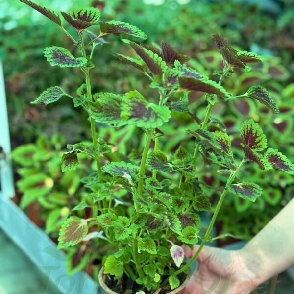 Yaprak Güzeli Çiçeği Saksıda Kolyos - Coleus