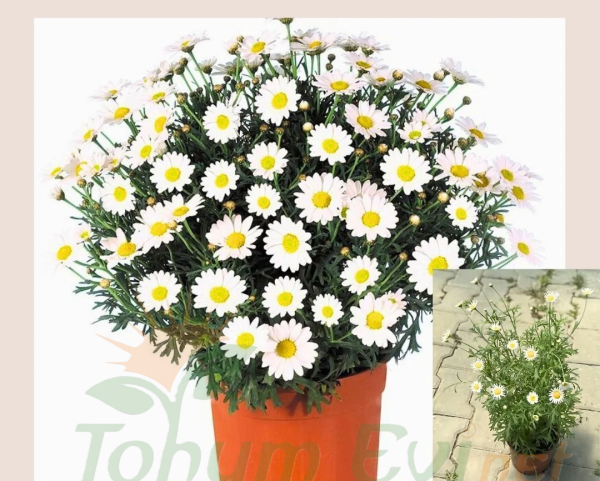 Krizantem Seviyor Sevmiyor Papatyası - Marguerite Daisy Chrysanthemum