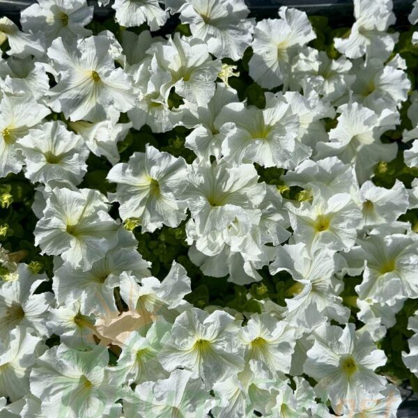 Petunya fidesi - Petunia Patio Burgundy (1 KASA /48 adet fide)