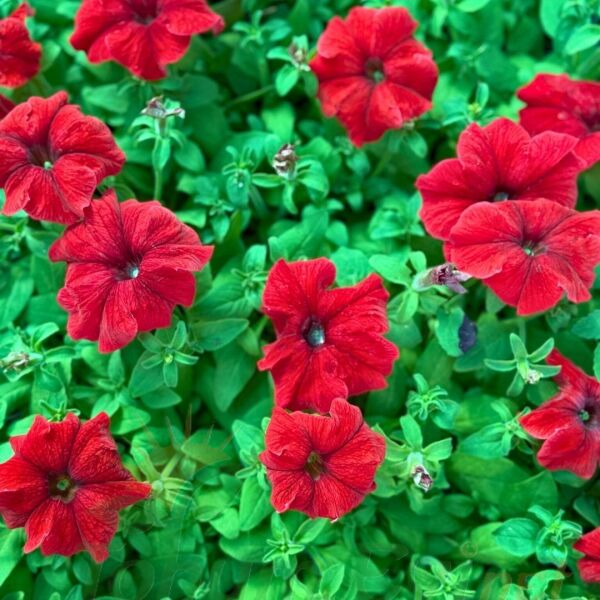 Petunya fidesi - Petunia Patio Burgundy (1 KASA /48 adet fide)