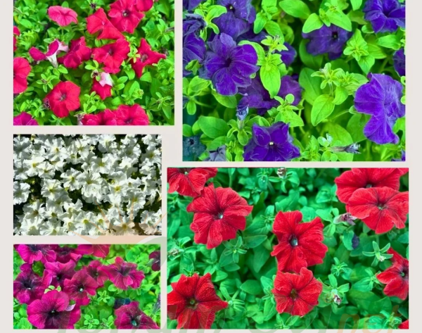 Petunya fidesi - Petunia Patio Burgundy (1 KASA /48 adet fide)