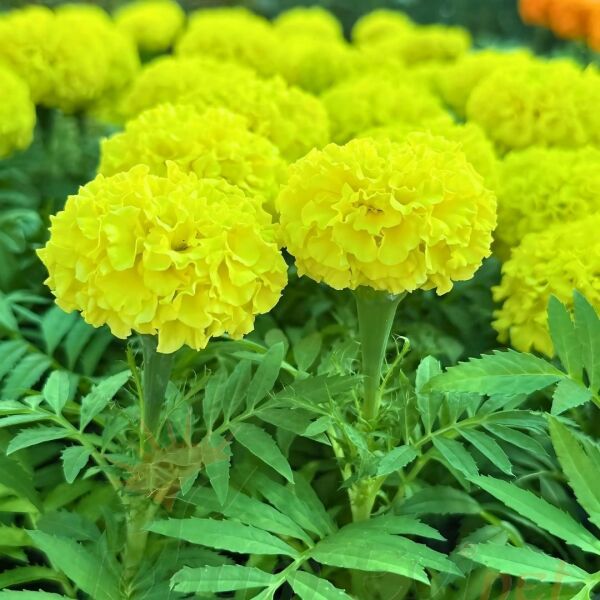 Kadife Çiçeği Fidesi - African Marigold (1 KASA /48 adet fide)