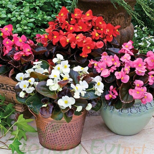Begonya - Küçük Hanım Çiçeği Fidesi - begonia (1 KASA /48 adet fide)