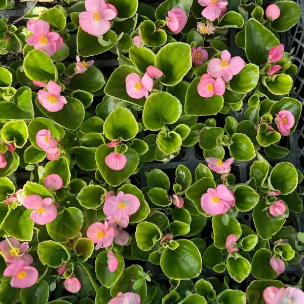 Begonya - Küçük Hanım Çiçeği Fidesi - begonia (1 KASA /48 adet fide)