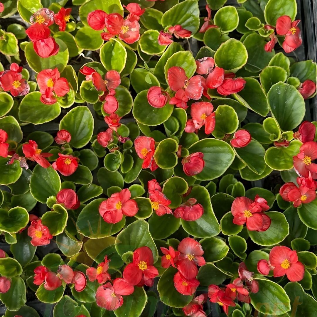 Begonya - Küçük Hanım Çiçeği Fidesi - begonia (1 KASA /48 adet fide)