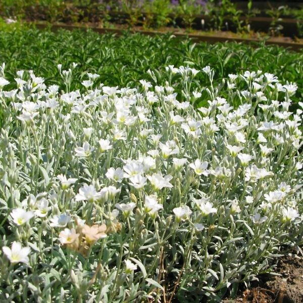 Cerastium tomentosum - Yazkarı - Fare kulağı fidesi (1 KASA /48 adet fide)