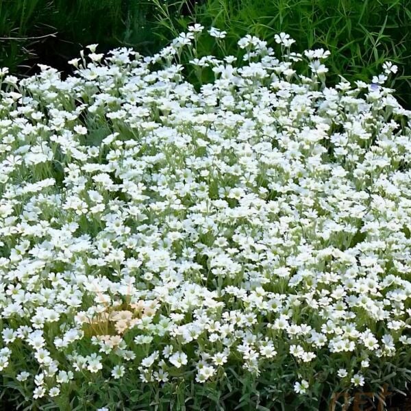 Cerastium tomentosum - Yazkarı - Fare kulağı fidesi (1 KASA /48 adet fide)