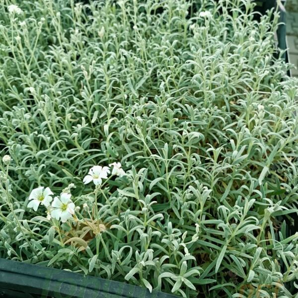 Cerastium tomentosum - Yazkarı - Fare kulağı fidesi (1 KASA /48 adet fide)