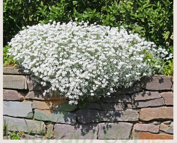 Cerastium tomentosum - Yazkarı - Fare kulağı fidesi (1 KASA /48 adet fide)