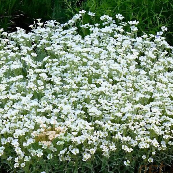 Cerastium tomentosum - Yazkarı - Fare kulağı fidesi