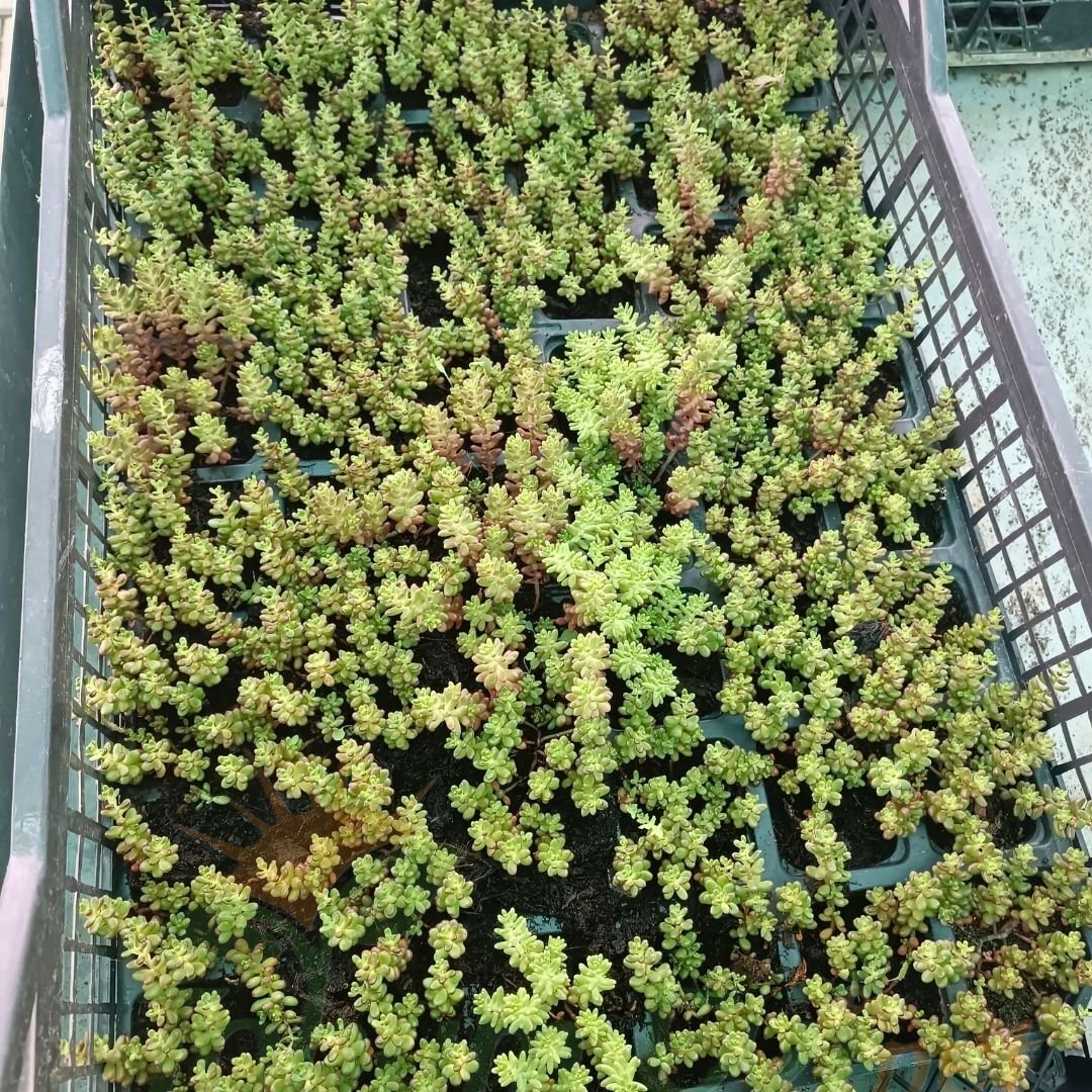 Sedum Çiçeği Fidesi – Yer Örtücü-Yayılıcı Bitki (1 KASA /48 adet fide)