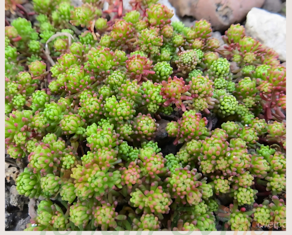 Sedum Çiçeği Fidesi – Yer Örtücü-Yayılıcı Bitki (1 KASA /48 adet fide)
