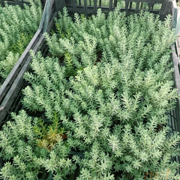 Sedum Reflexum Dam Koruğu – Yer Örtücü-Yayılıcı Bitki