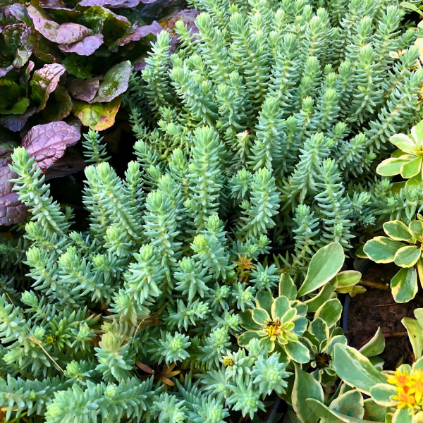Sedum Çiçeği Fidesi – Yer Örtücü-Yayılıcı Bitki (1 KASA /48 adet fide)
