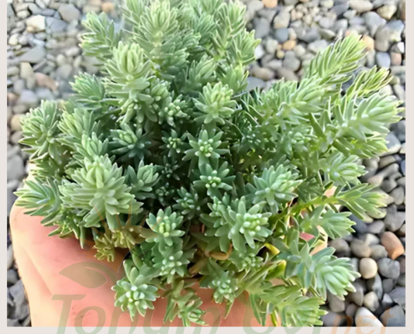 Sedum Çiçeği Fidesi – Yer Örtücü-Yayılıcı Bitki (1 KASA /48 adet fide)