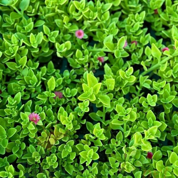 Buz mezem çiçeği Fidesi - Mesembryanthemum cordifolium (1 KASA /48 adet fide)