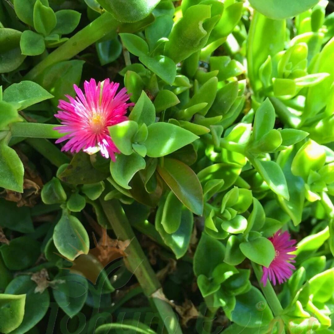 Buz mezem çiçeği Fidesi - Mesembryanthemum cordifolium (1 KASA /48 adet fide)