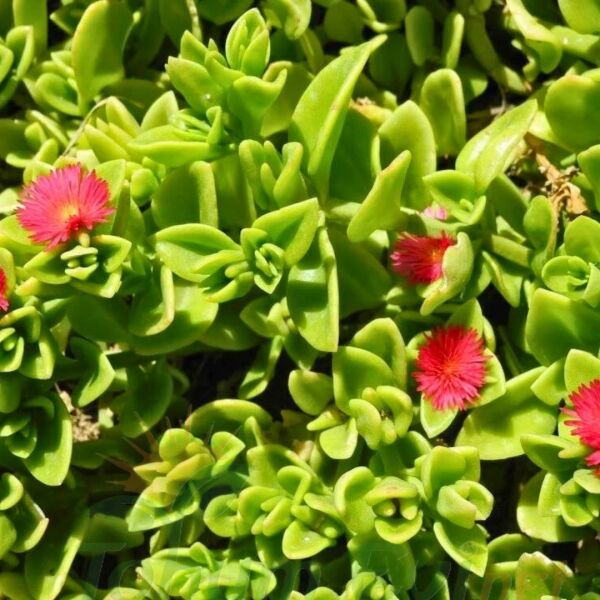 Buz mezem çiçeği Fidesi - Mesembryanthemum cordifolium (1 KASA /48 adet fide)