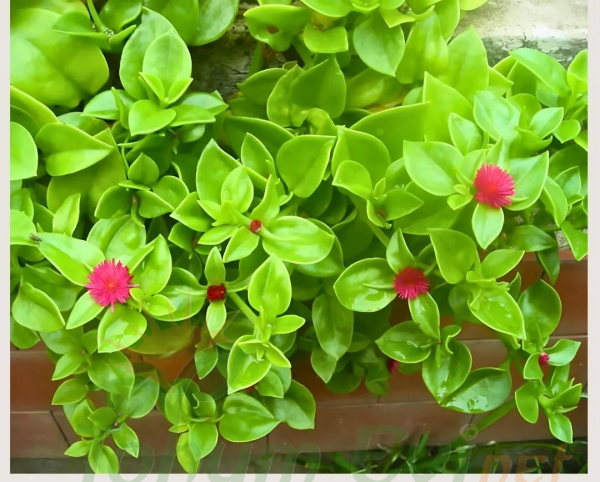 Buz mezem çiçeği Fidesi - Mesembryanthemum cordifolium (1 KASA /48 adet fide)