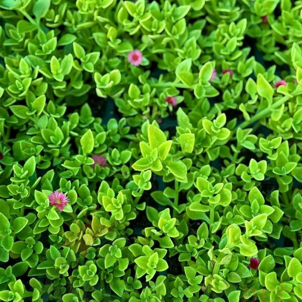 Buz mezem çiçeği Fidesi - Mesembryanthemum cordifolium