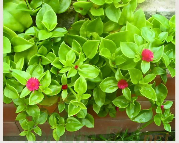 Buz mezem çiçeği Fidesi - Mesembryanthemum cordifolium