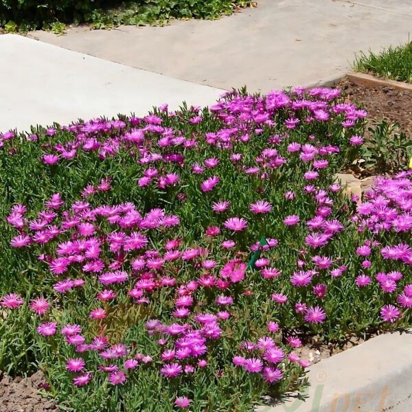 Acem halısı Fidesi - Drosanthemum floribundum (1 KASA /48 adet fide)