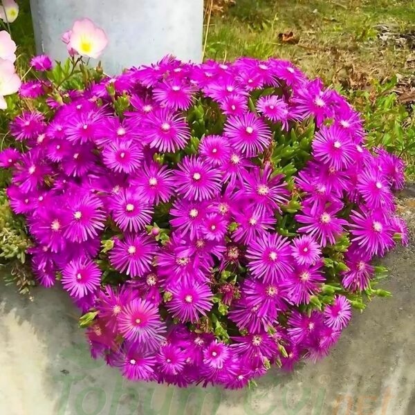 Acem halısı Fidesi - Drosanthemum floribundum (1 KASA /48 adet fide)