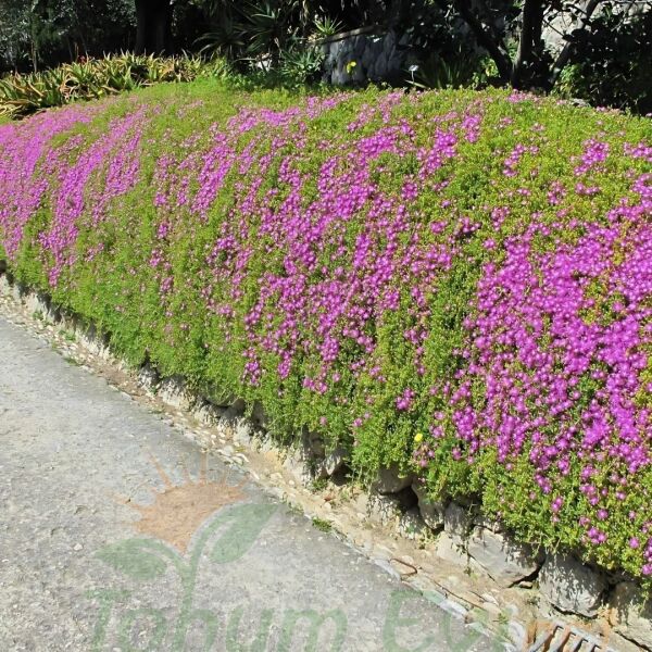 Acem halısı Fidesi - Drosanthemum floribundum (1 KASA /48 adet fide)