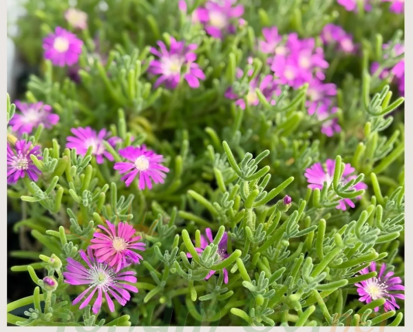 Acem halısı Fidesi - Drosanthemum floribundum (1 KASA /48 adet fide)
