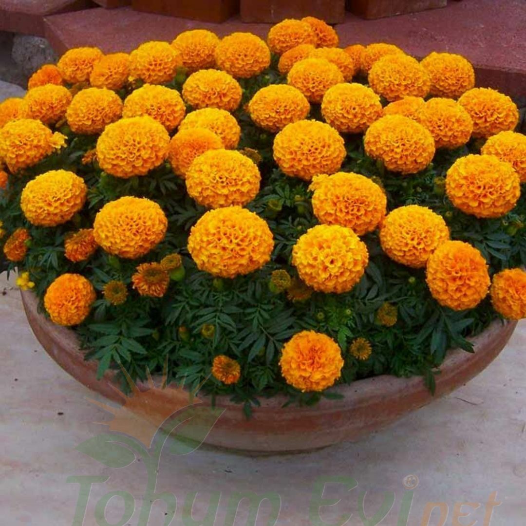 Kadife Çiçeği Fidesi - African Marigold