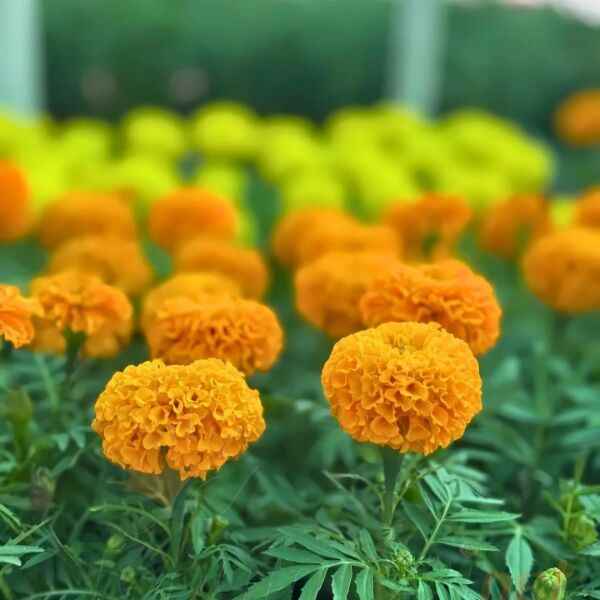 Kadife Çiçeği Fidesi - African Marigold