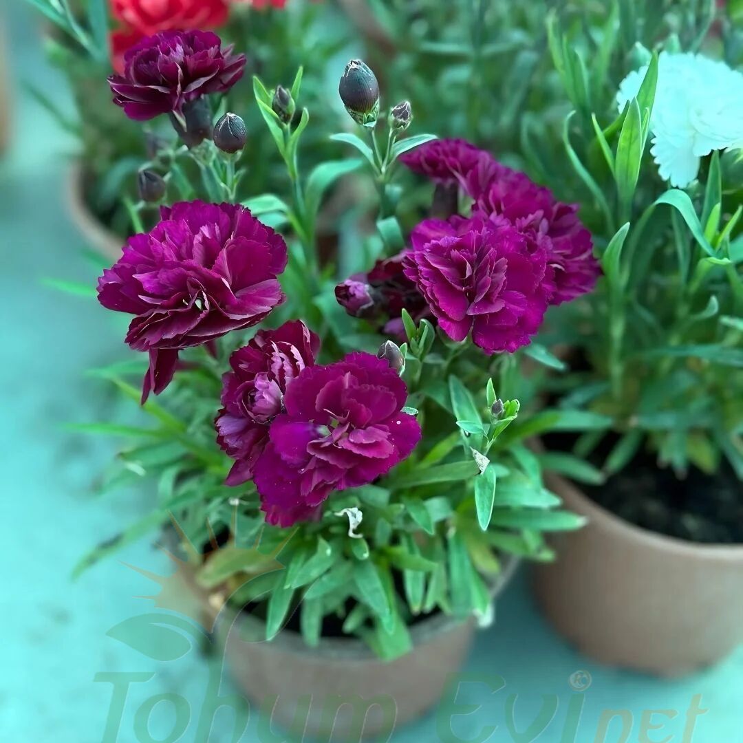 Karanfil Dainthus Caryophyllus – Bahçe Karanfili