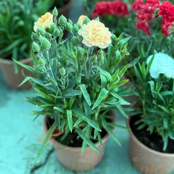 Karanfil Dainthus Caryophyllus – Bahçe Karanfili