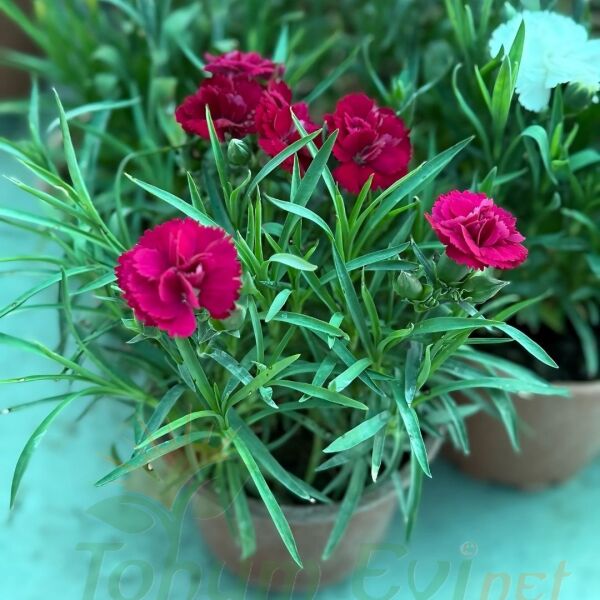 Karanfil Dainthus Caryophyllus – Bahçe Karanfili